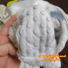 سرهمی خز نوزاد